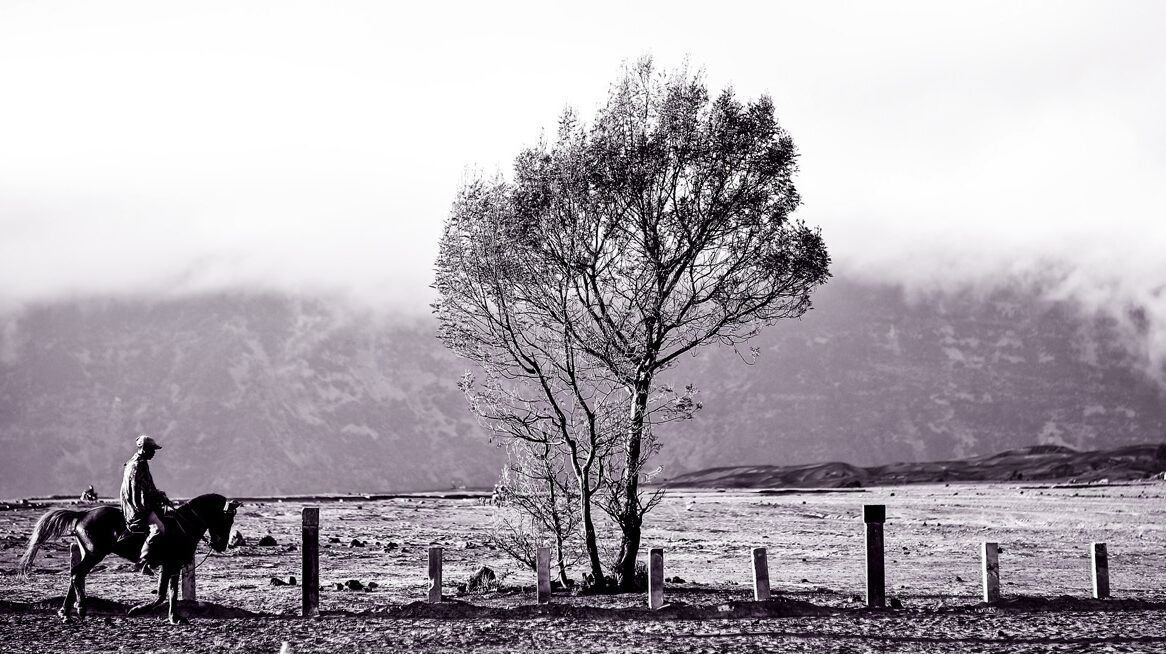 Palm Image | The Eddie Chang Archive
